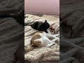 It’s a love/hate relationship with these two cats #cute #cats #pets