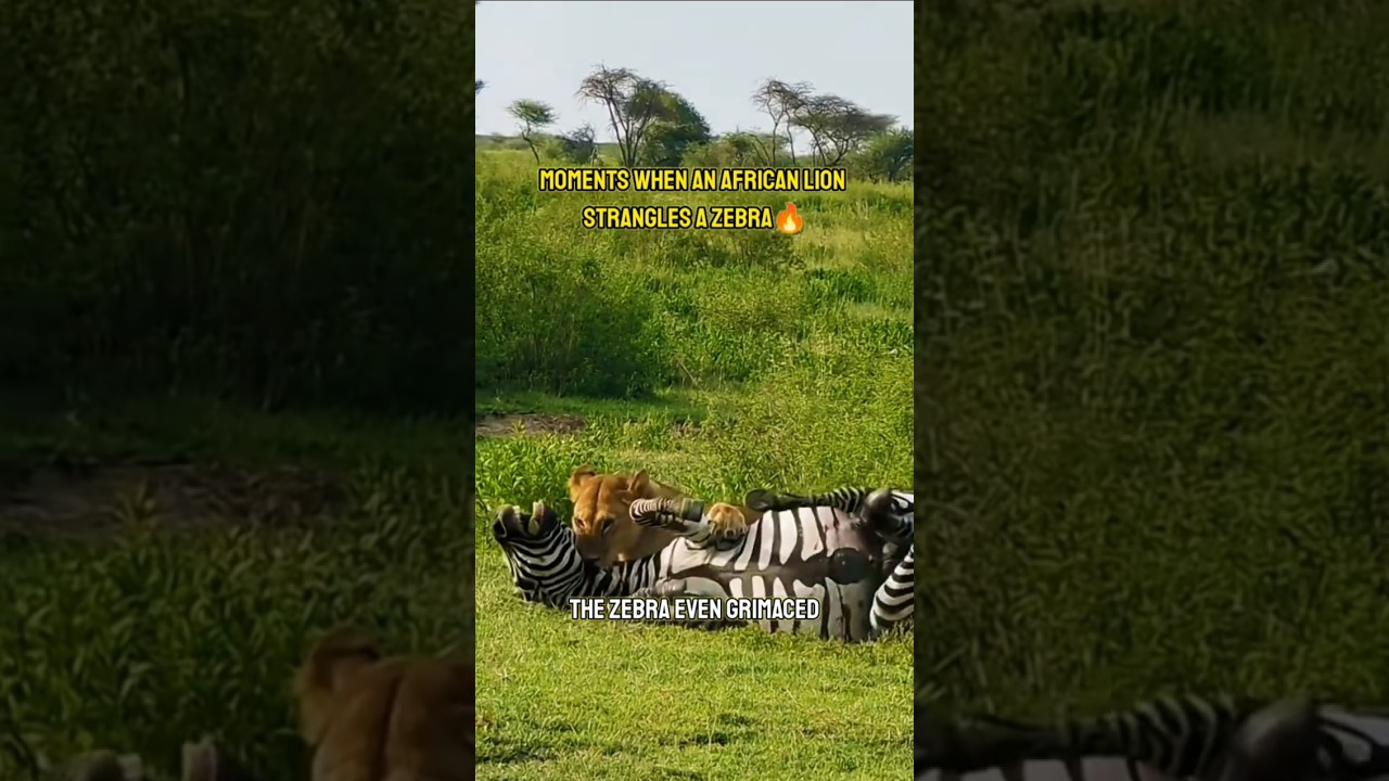 Moments When an African Lion Strangles a Zebra Until It's Helpless!
