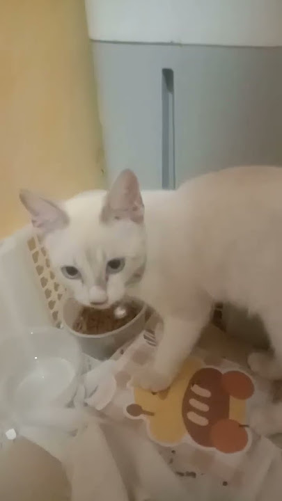 NEMU KUCING DI TEMPAT SAMPAH PENUH KORENG ALHAMDULILAH SEKARANG SUDAH SEHAT #shorts