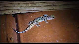 Hemidactylus turcicus  The Mediterranean house gecko  Motion  by  Theo