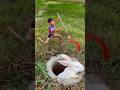 SMART Survival Trick to Catch a Rabbit 🐇 | Bushcraft Idea You Must Try #bushcraft #campping