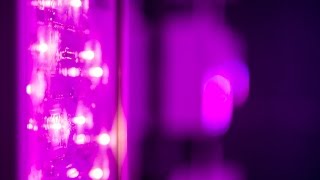 How Efficient are LED Grow Lights?