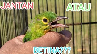 Download Lagu CIRI -CIRI CUCAK IJO JANTAN/BETINA-PREDIKSI CAK IJO MUDA HUTAN( KUNING ) MP3