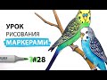 Как нарисовать волнистых попугайчиков? / Урок по рисованию маркерами для новичков #28