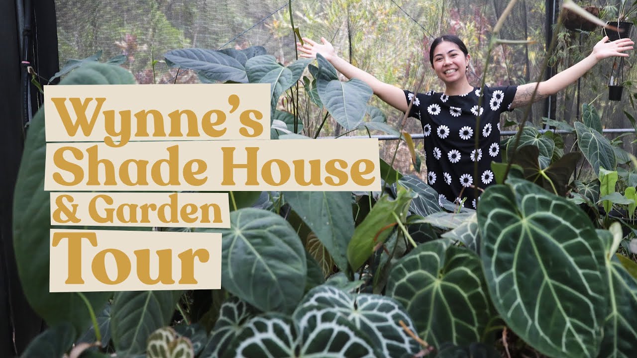 Wynne's Shade House & Garden Tour @foliagefreakplants | Anthurium, Philodendron, Monstera & more
