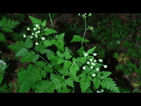 Video: I fiori di cerfoglio sono velenosi?