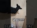 ミニピンの自白劇場#ミニピン #いぬのいる生活