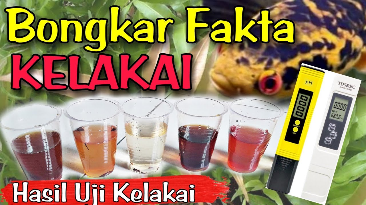 Bongkar Rahasia Daun Kelakai Untuk Treatment Channa Maru | Bunga Channa Maru !!