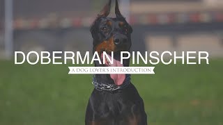 DOBERMAN PINSCHER: A DOG LOVER'S INTRODUCTION