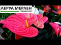 💛ЛЕРУА МЕРЛЕН😍ТОЛЬКО НОВИНКИ💯ГОТОВИМСЯ К ЗИМЕ❄ОБЗОР ПОЛОЧЕК LEROY MERLIN