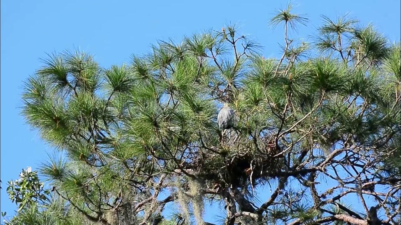 Great Blue Heron Sounds - YouTube