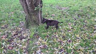 186Ème Vidéo Chiot N7 Femelle De La 61Ème Portée De Staffordland