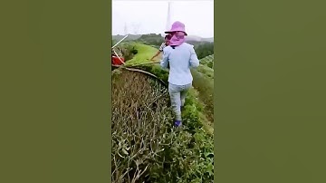 The pruning process of tea trees = good tools can increase efficiency