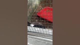 murai batu jantan sampe sujud' minta minta kawin