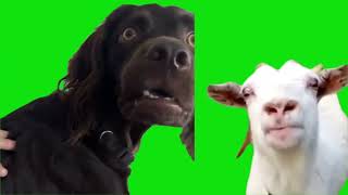 15 dog memes For Green Screen Chroma Key
15 dog memes For Green Screen Chroma Key
15 dog memes For Green Screen Chroma Key
πΎ Unleash a world of creativity with our latest video featuring 15 adorable green screen templates of dogs! π₯β¨ Whether youre a content creator, pet lover, or just looking for some paw-some fun, these templates are a game-changer for your projects.
π Transform your videos effortlessly by inserting these charming doggos into any scene β from funny skits to heartwarming moments. The possibilities are as endless as the tail-wagging joy these furry companions bring!
π¬ Dive into a collection that caters to every mood and theme. From playful pups to majestic hounds, these templates are your ticket to adding a touch of canine charm to your content. πΆπ
π Ready for seamless editing? Download our green screen templates and let the doggy magic begin! Dont miss out on the barks, wags, and pure delight that these furry friends bring to your creative endeavors. ππ
#GreenScreenDogs #VideoEditingMagic #FurryFriendsTemplates #CreativeContent #greenscreentemplates
green screen templates are free to use or download.
Dont forget to like and subscribe for more!
For requests leave a request in the comments of one of the videos.
Support me and buy me a coffee: https://www.buymeacoffee.com/kermitthegreenscreen 15 dog memes For Green Screen Chroma Key