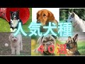 【飼うにもおすすめ！】人気犬種40選