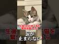 捨てられていた子猫を保護したら涙が止まらない #shorts #保護猫 #捨て猫 #子猫 #catlover #kitten