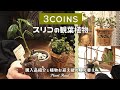 【plant】3COINSでお迎えした観葉植物丨購入品紹介と植え替え丨スリーコインズ丨 Houseplants
