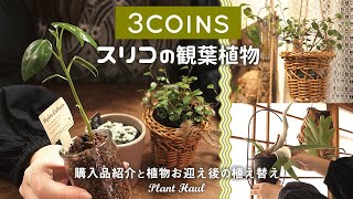 【plant】3COINSでお迎えした観葉植物丨購入品紹介と植え替え丨スリーコインズ丨 Houseplants