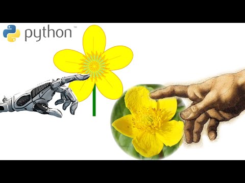 Flower #16 - Knieć błotna (kaczeniec) / Python Turtle Graphics