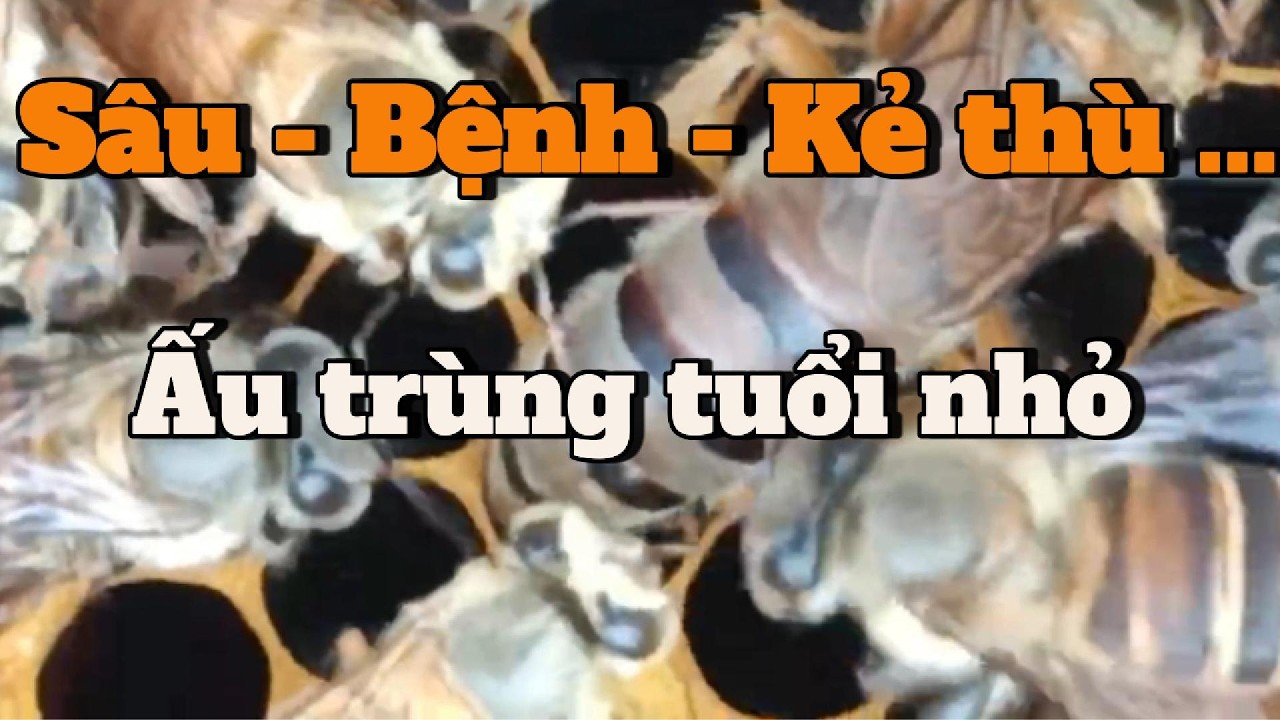 Sâu Bệnh và kẻ thù gây hại cho ong mật