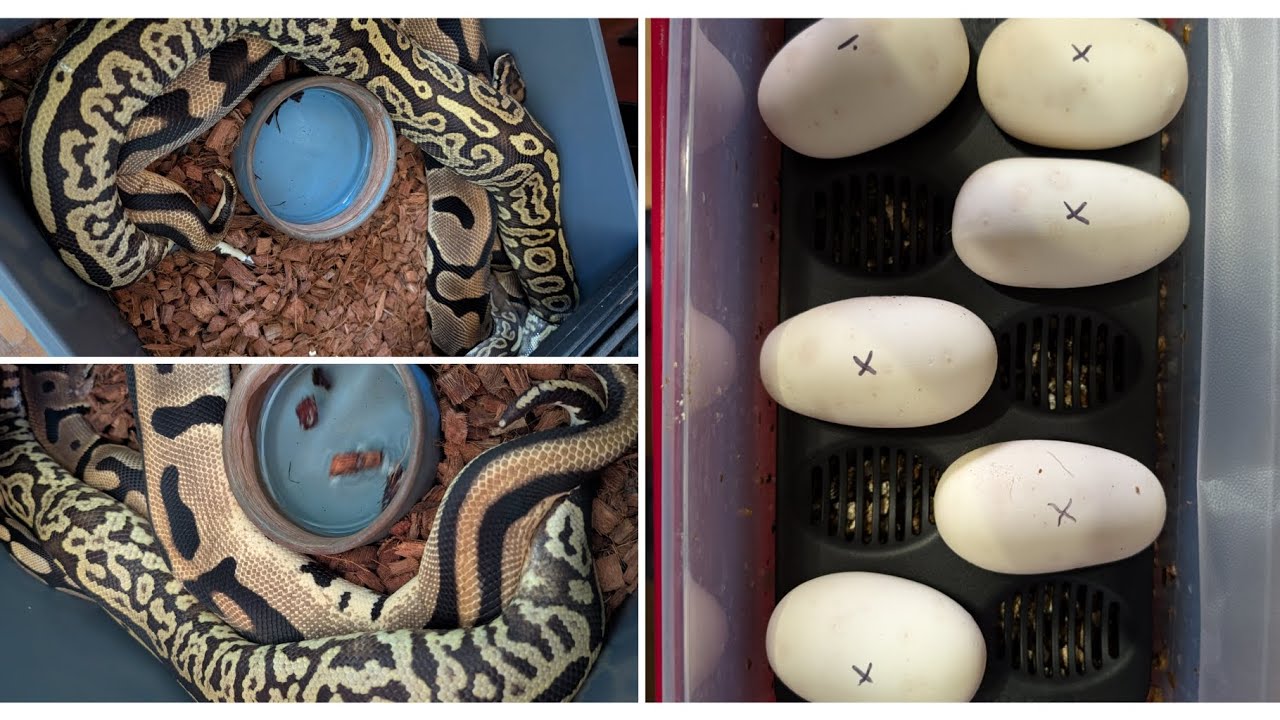 ball python devil egg clutch - youtube Images High... Clown combos! Ball Python egg cutting. #ballpython #clutch #clown # ...
