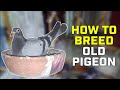 How to Breed Old Pigeons