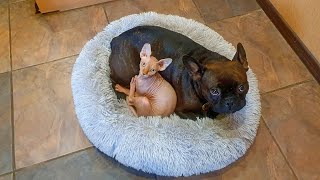 French bulldog and Sphynx cat fight and play