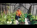 WOW my tomatoes have GROWN!!!! #youtube #gardening #youtubevideo #youtubechannel #video
