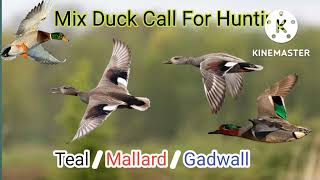 Duck call Teal_Mallard_ Gardwall call sound for hunting #All duck sound #Birds huntman Duck voice