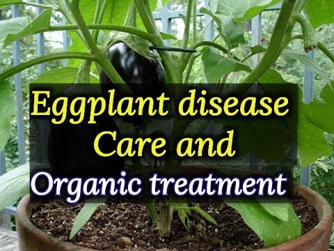 Video: Eggplant Care, Pests And Diseases Of Eggplant