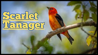 Scarlet Tanager Chirp: Sounds of Spring : Amazing Bird Sounds|#birds #nature #birdsounds #animals by Birds World 15 views 2 months ago 3 minutes