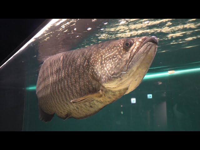 ノーザンバラムンディと水槽一式 ノーザンバラムンディの飼育方法｜混泳や水槽の大きさは？ - WORIVER