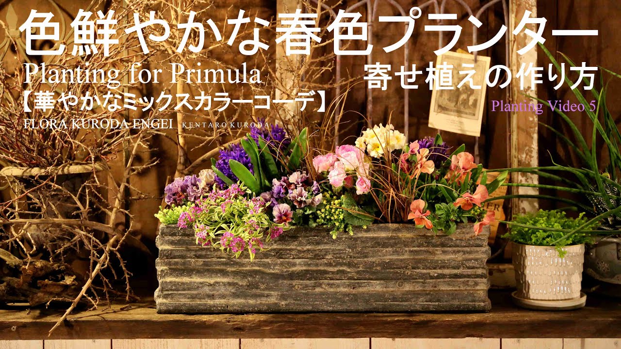 【NRK】N PLANTS R＆Kさま専用恵比寿笑い&エブレネウム合計20株 NRK】N PLANTS R＆Kさま専用恵比寿笑い&エブレネウム合計20株 NRK】N