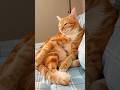 Why Are These Cats So Cute? 😻🐱 #callofduty #CuteCats #FunnyCats #CatLovers #CuteAnimals #PetVideos