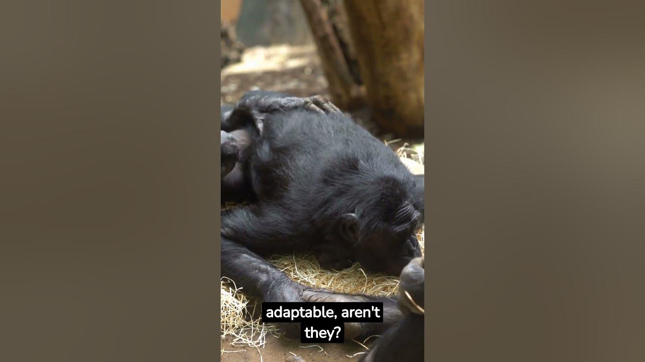 Learn more about Chimpanzees #factadaptable #intelligent #skills #