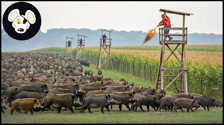 Giant Wild Hogs Attack Hunter ! Farmers Deal With Millions Of Wild Boars Destroying Crops