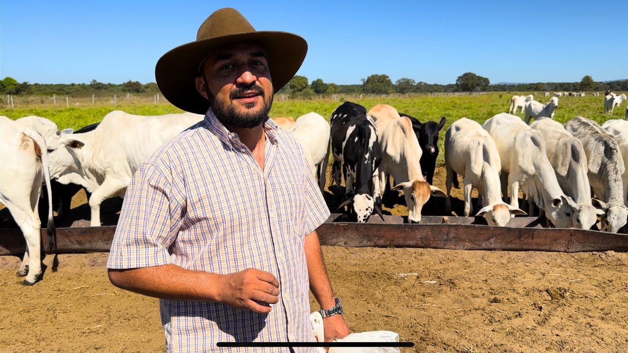 RECRIA INTENSIVA DE BEZERRA NELORE E ANGUS