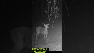 Nubs Already In Ky Crazy