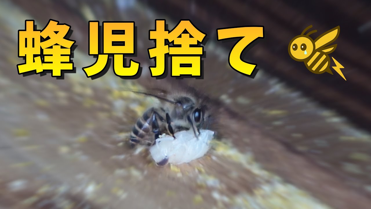 入居20日でまさかの・・・なぜ？蜂児捨てが起こった理由と対策、そしてその後 ニホンミツバチ【養蜂初心者の奮闘記】 #蜂児捨て #ニホンミツバチ #ドキュメンタリ