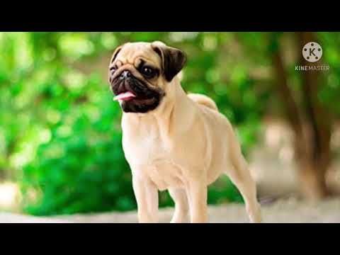 Video: Perro de agua portugués