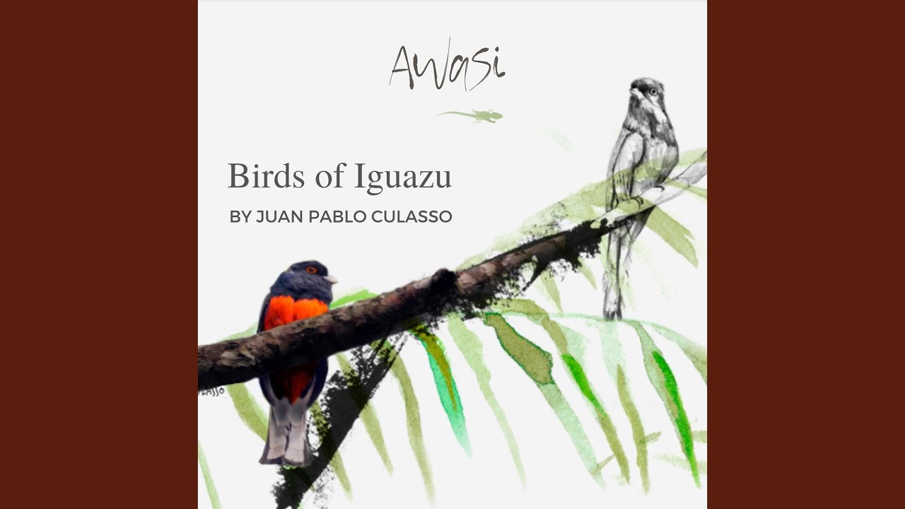 Ochre-Collared Piculet