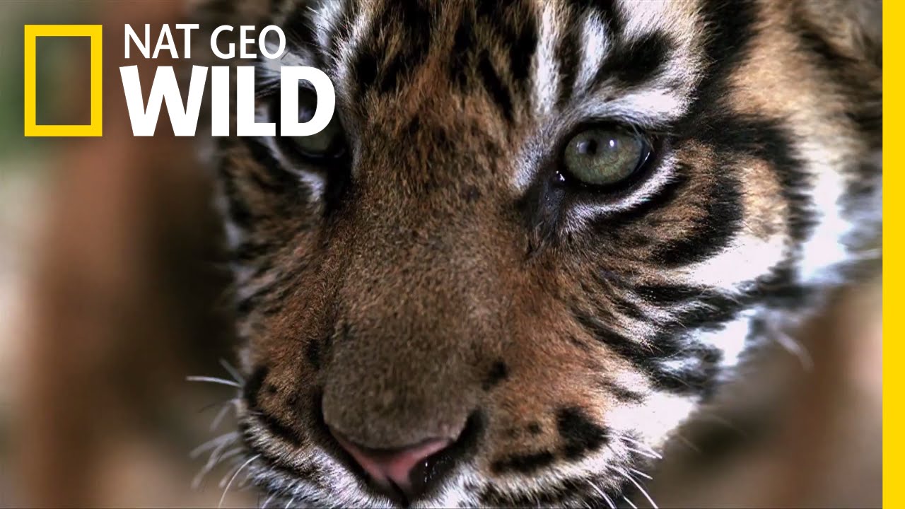 Cause an Uproar - Big Cats | Nat Geo Wild