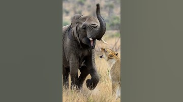 Elephant Saves Buffalo Calf from Lion #shorts #elephant #lion #buffalo #viralshort
