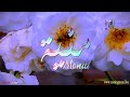 ما معنى اسم  منية وصفات حاملة هذا الاسم على قناة معاني الاسماء        نجومي
