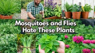 Put These 10 Plants in Your Yard & Mosquitoes Will Flee Instantly