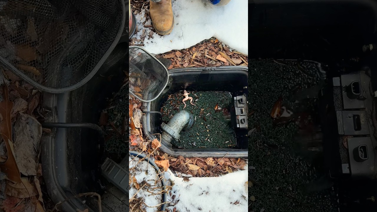 Покойся с миром, Сапо🐸🪦 Небольшое напоминание: почистите скиммер вашего пруда 