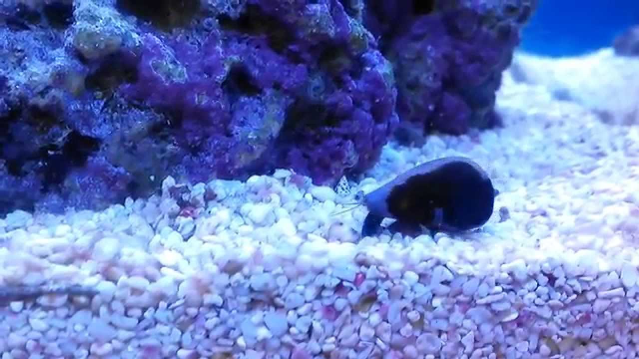 マガキ貝 水槽導入直後の様子 Youtube マガキ貝 水槽導入直後の様子 Youtube