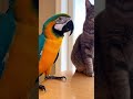 Parrot Roasted the Cat’s Walk 😂🦜🐱