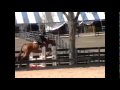 Hits Ocala $10000 3'3" M&S Hunter derby week IV - Me and Callie!!